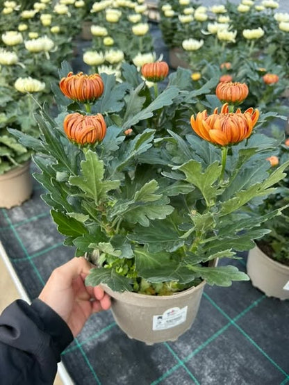 Chrysanthème 5 têtes