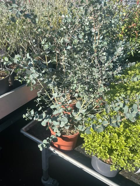 Eucalyptus