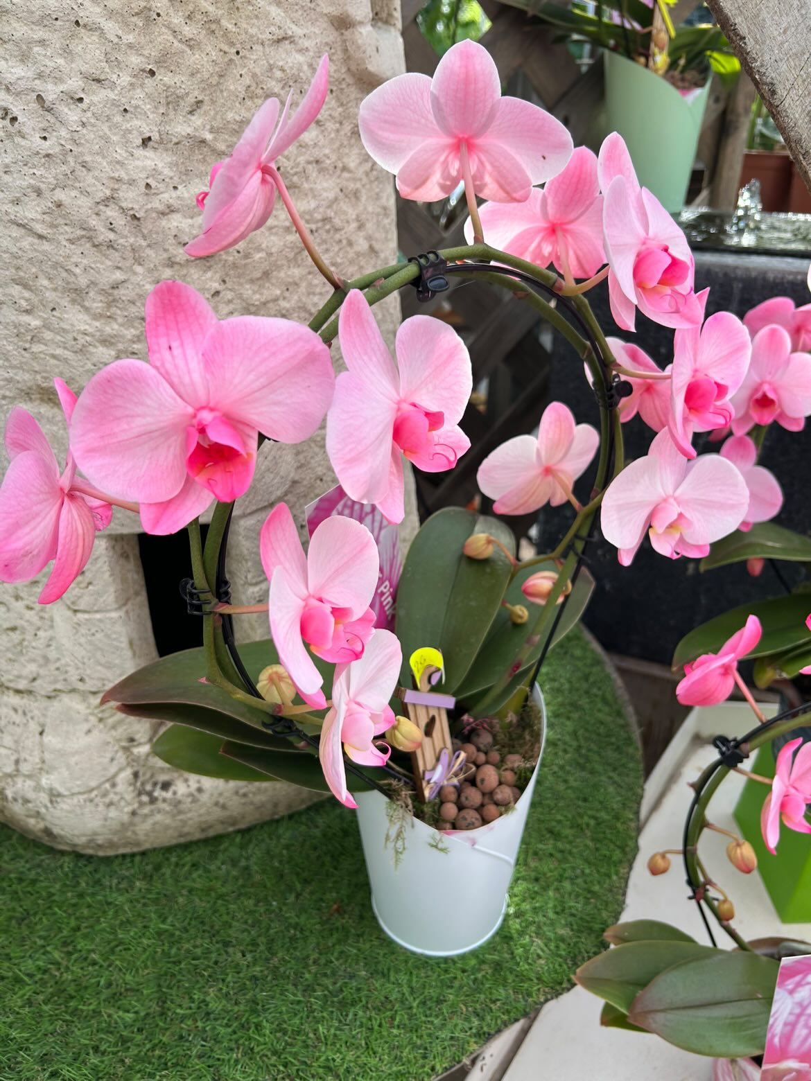 Orchidée phalaenopsis