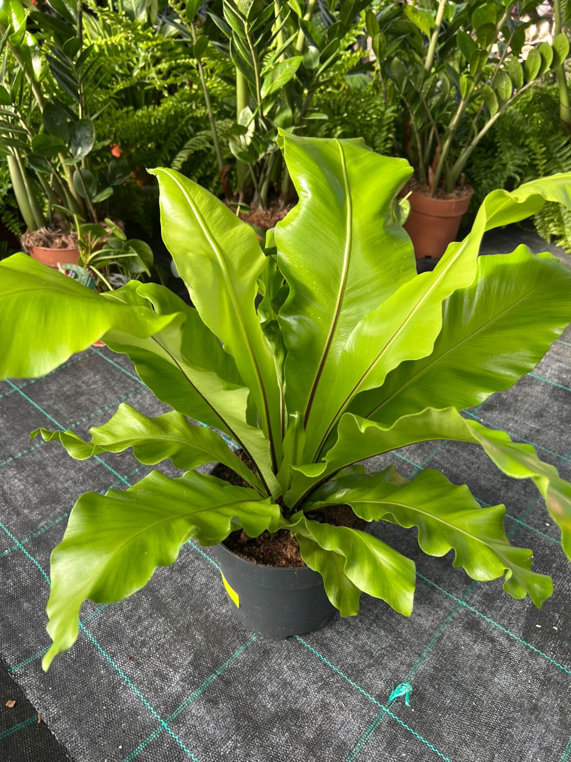 Fougère nid d'oiseau (Asplenium)