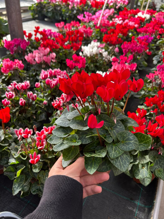 Cyclamen
