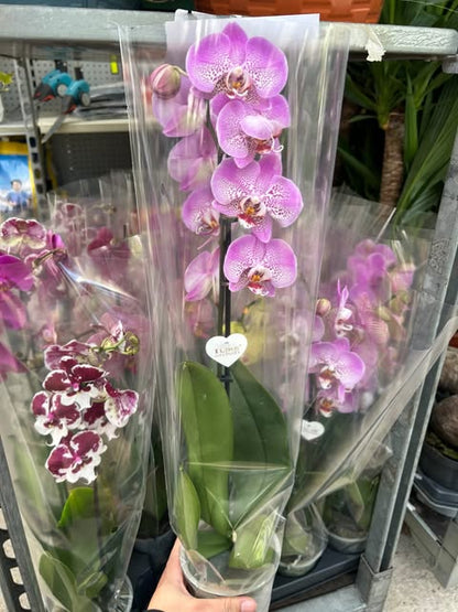 Orchidée phalaenopsis
