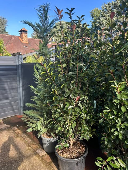 Photinia red robin