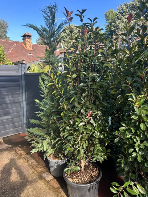 Photinia red robin