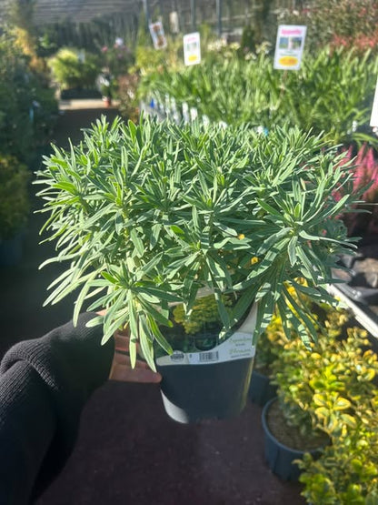 Euphorbe characias