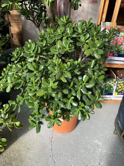 Arbre de jade (crassula)