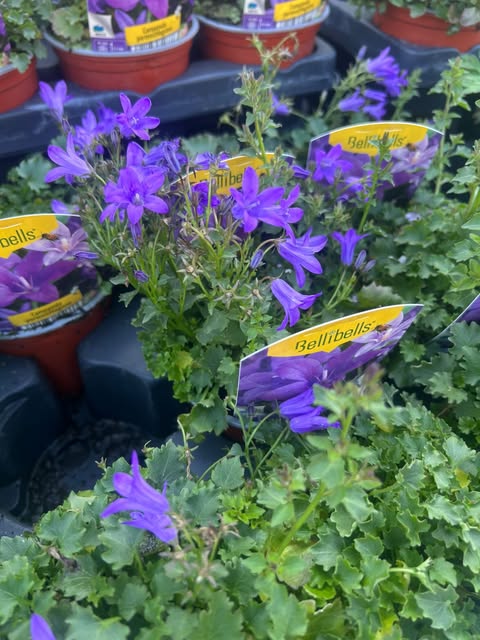 Campanule