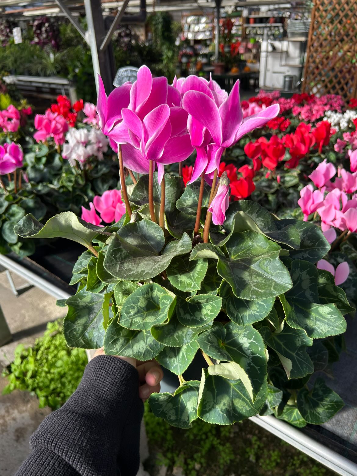 Cyclamen