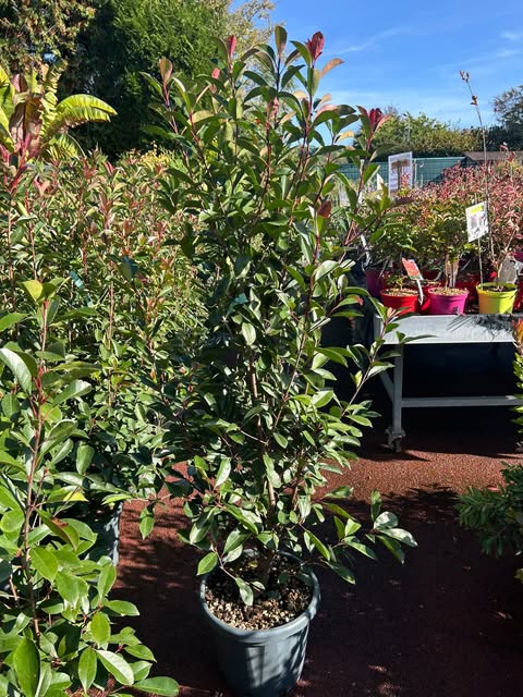 Photinia red robin