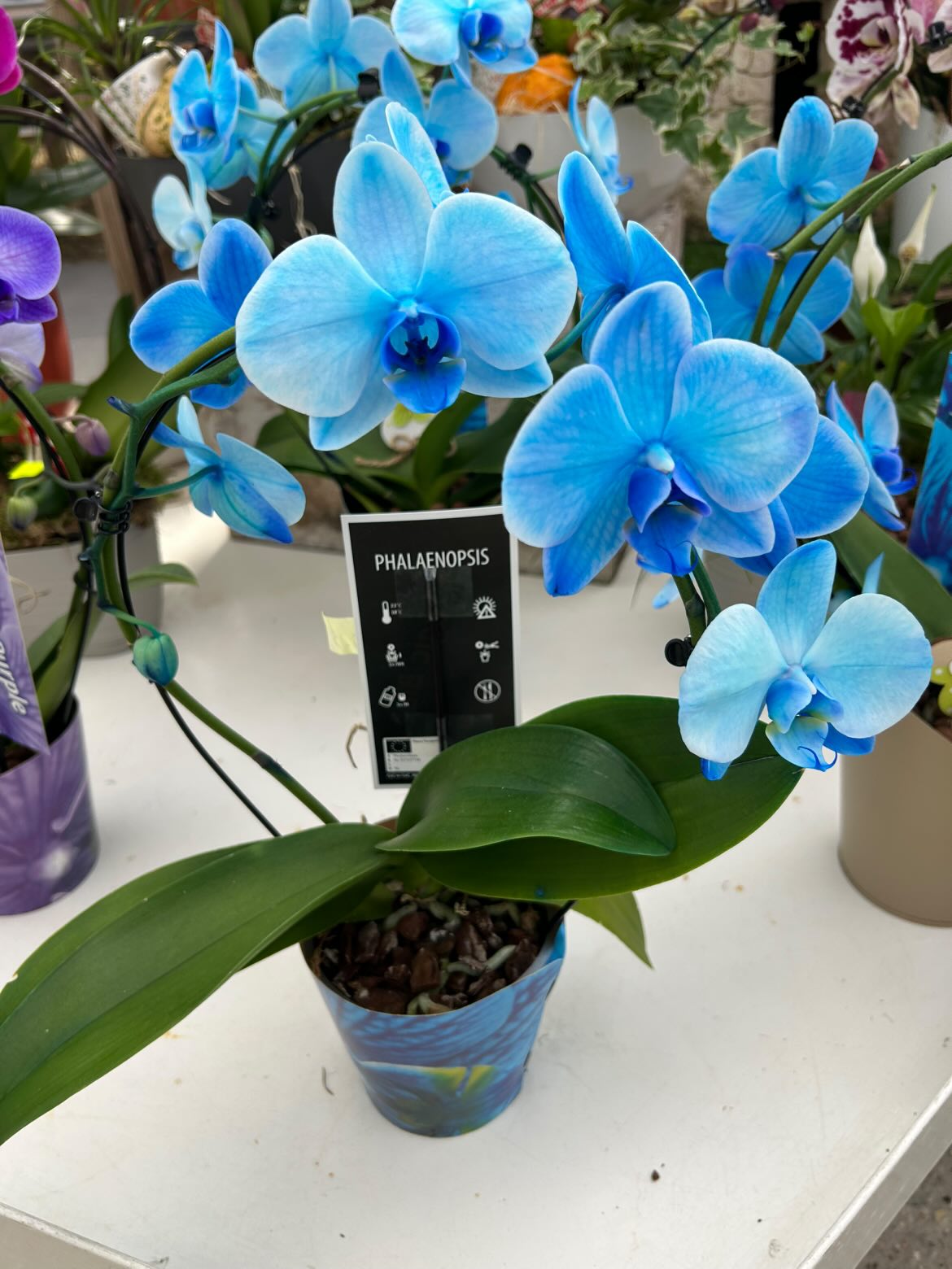 Orchidée phalaenopsis