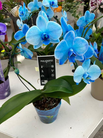 Orchidée phalaenopsis
