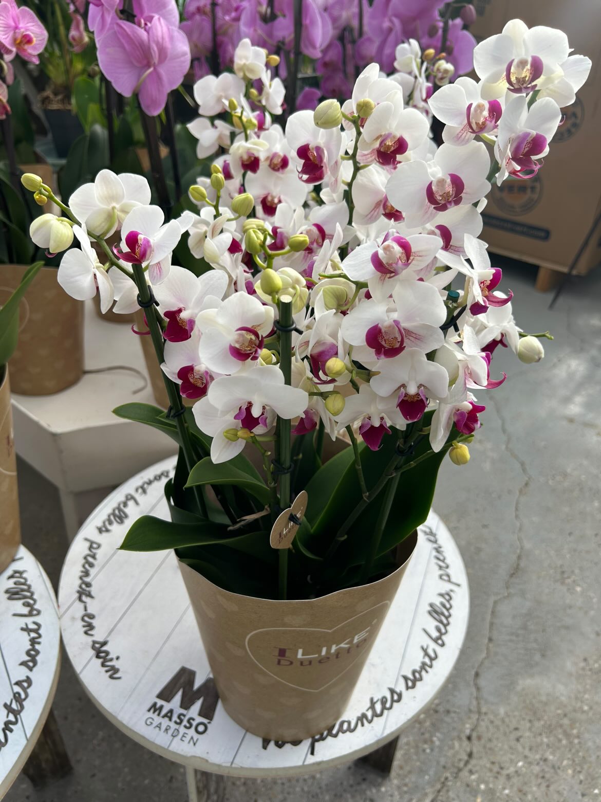 Orchidée phalaenopsis