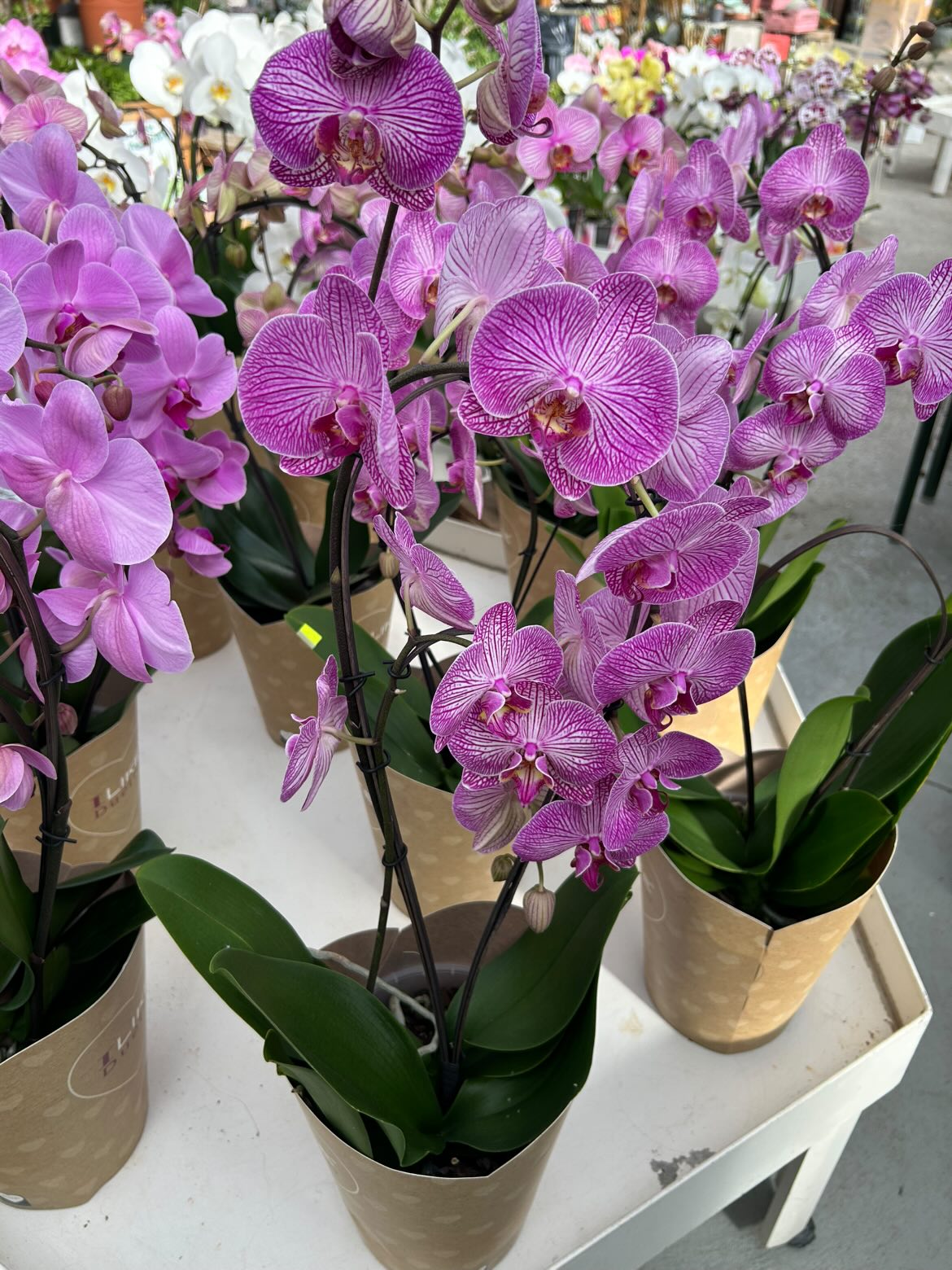 Orchidée phalaenopsis