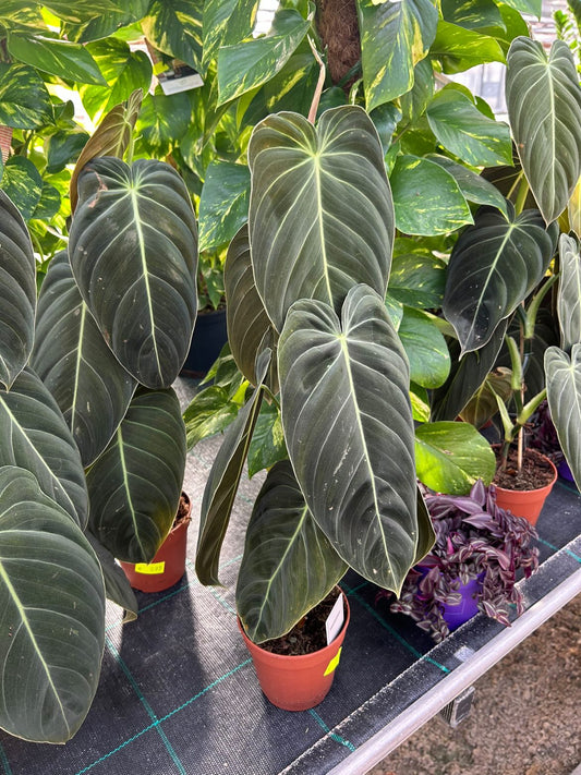 philodendron melanochrysum