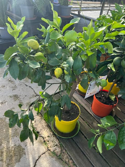 Citronnier