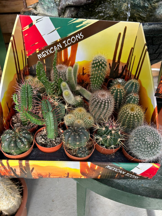 mini Cactées
