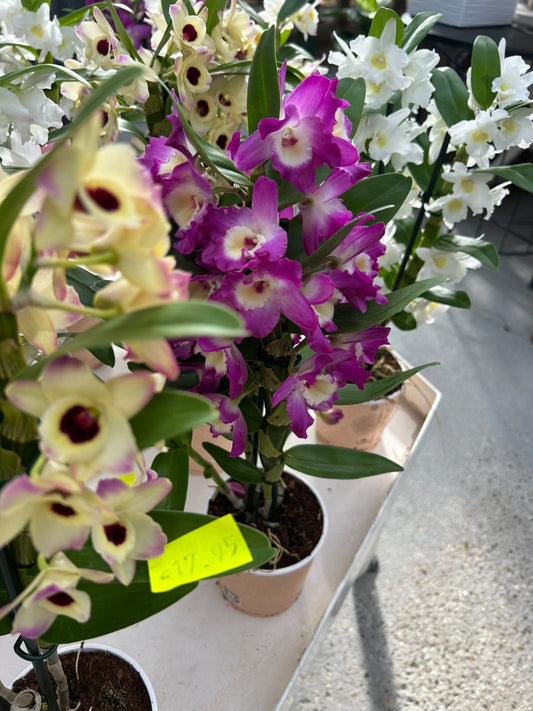 Orchidée Dendrobium noble