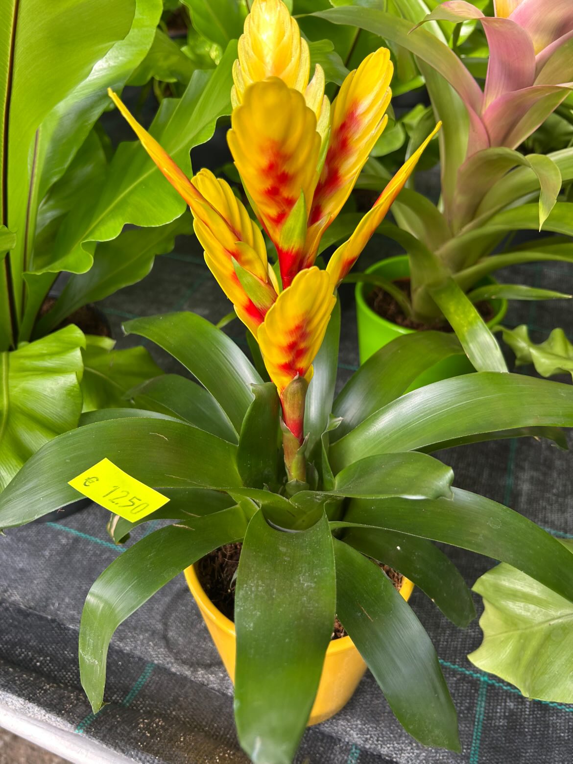 Vriesea