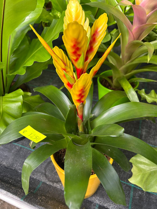 Vriesea