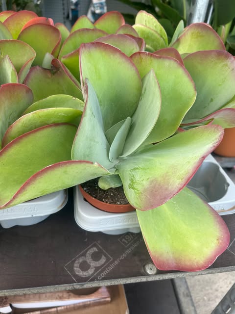 Kalanchoé à fleurs en thyrse