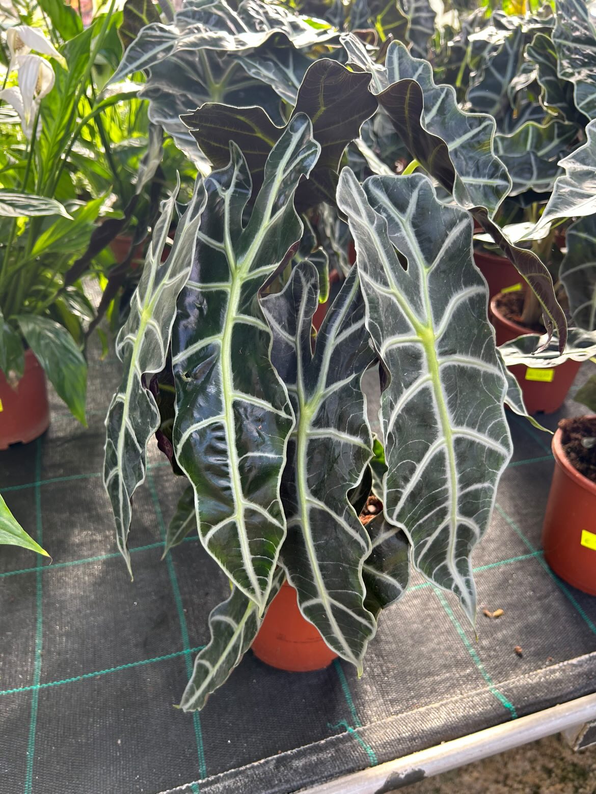 Alocasia