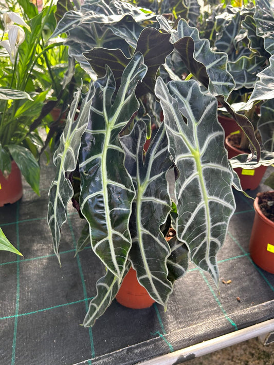 Alocasia