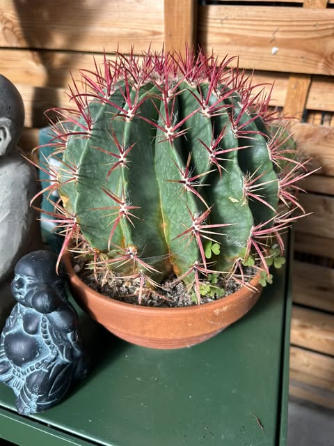 Cactus tonneau