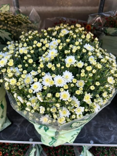 Chrysanthème Pomponette Ø19