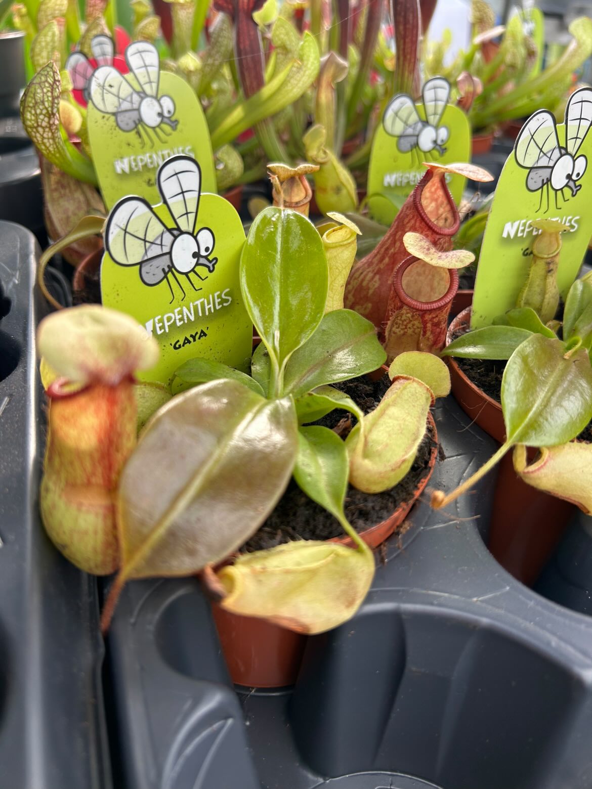 Plantes carnivores