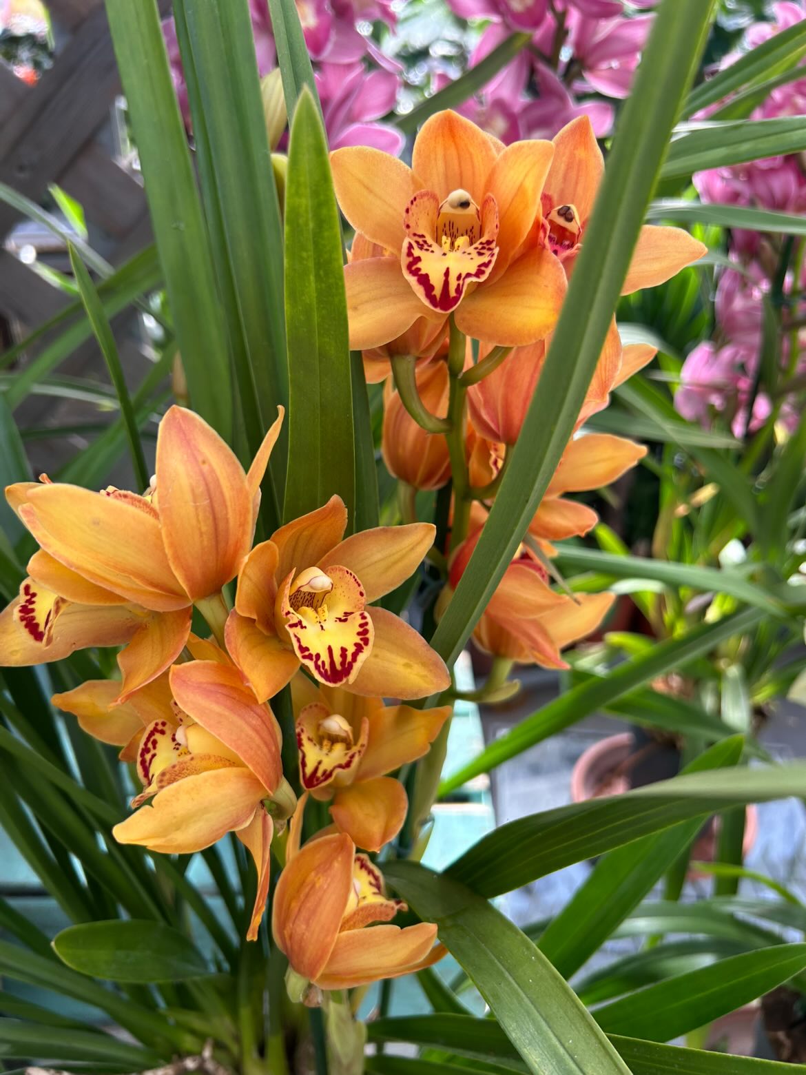 Orchidée cymbidium