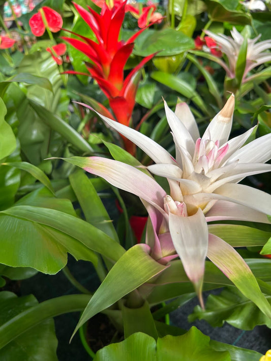 Étoile rouge (Guzmania)