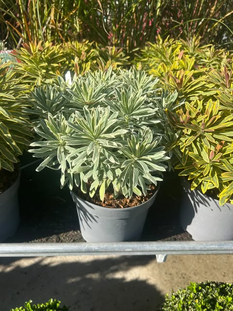 Euphorbe characias