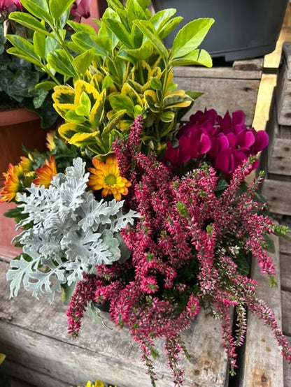Compositions florales en terre avec Chrysanthème