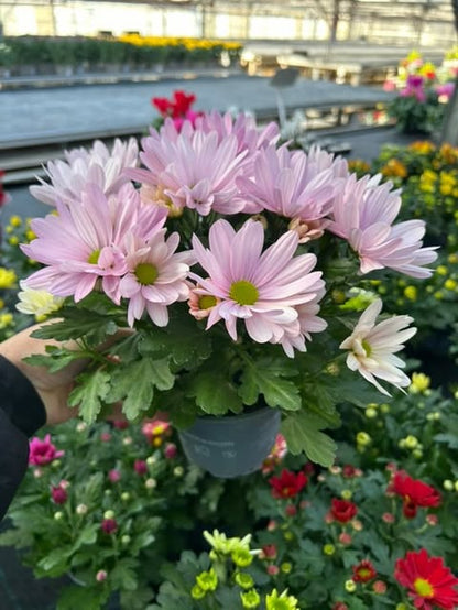 Chrysanthème Ø12