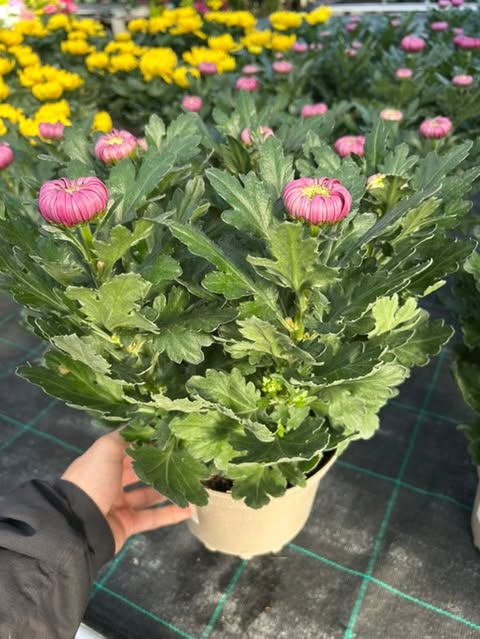 Chrysanthème 5 têtes