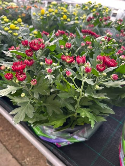 Chrysanthème coupe Ø23