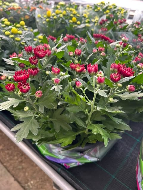 Chrysanthème coupe Ø23