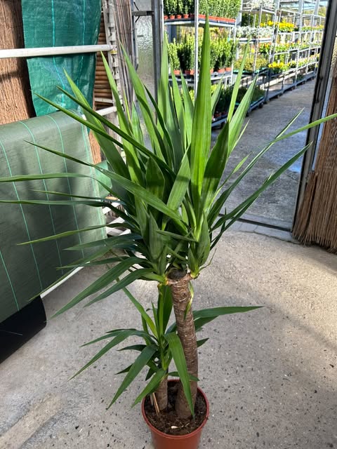 Yucca pied d'éléphant