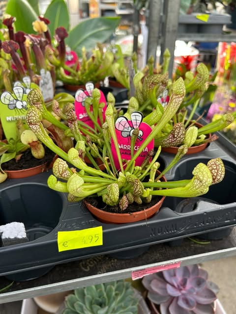 Plantes carnivores