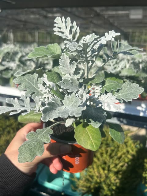Cinéraire maritime