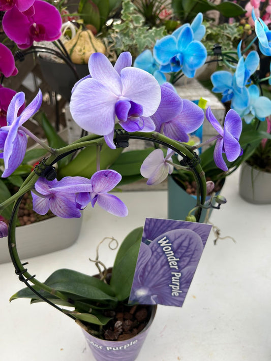Orchidée phalaenopsis