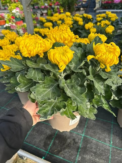Chrysanthème 5 têtes