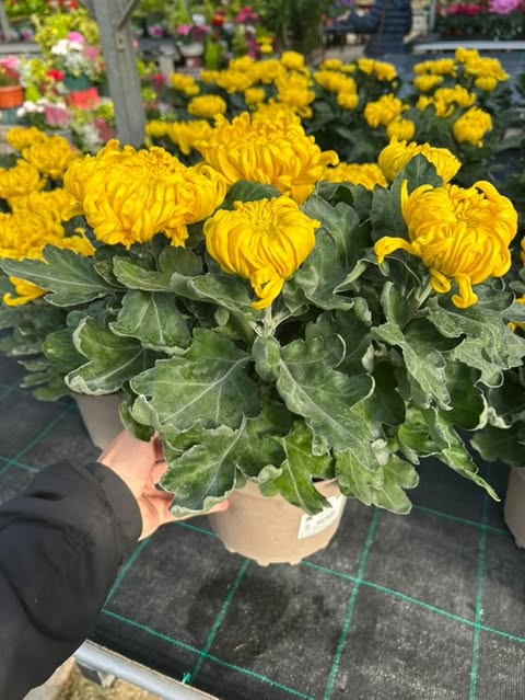 Chrysanthème 5 têtes