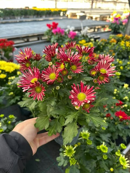 Chrysanthème Ø12