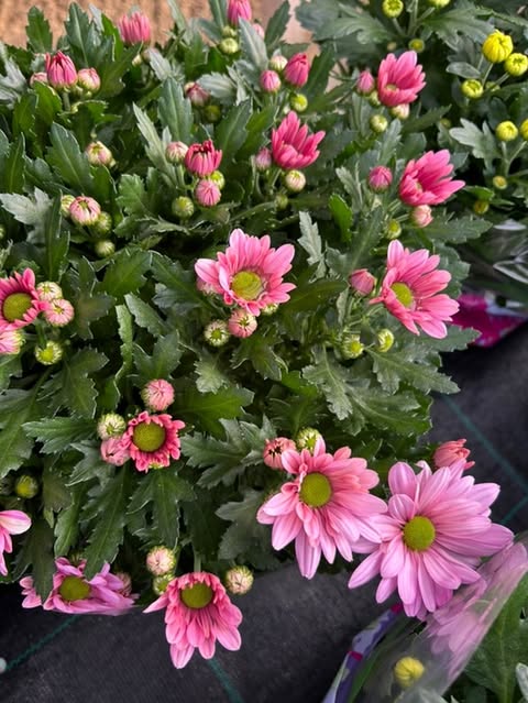 Chrysanthème coupe Ø23