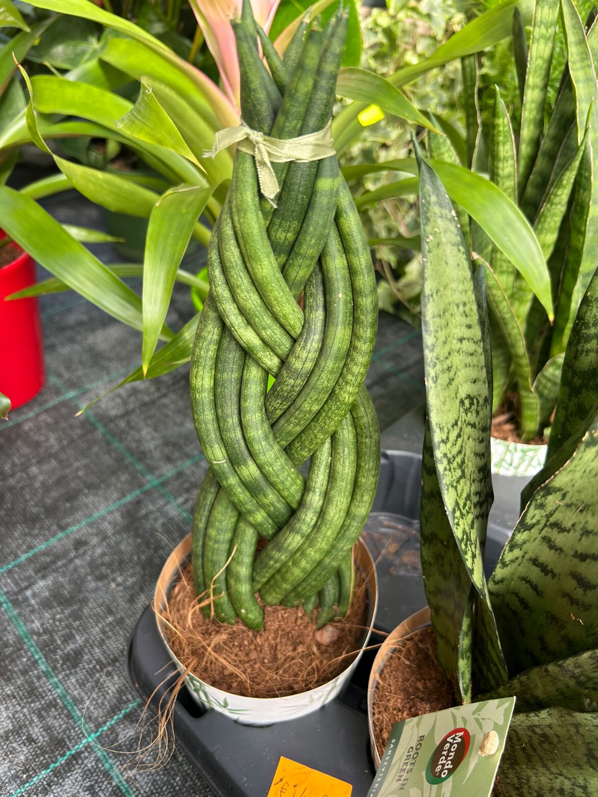 Sanseveria