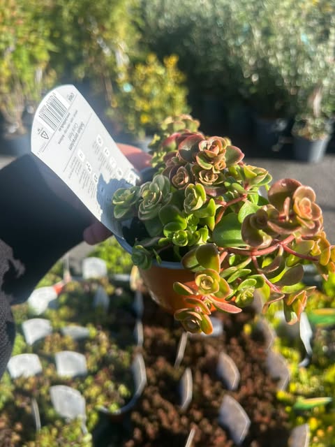 Sedum