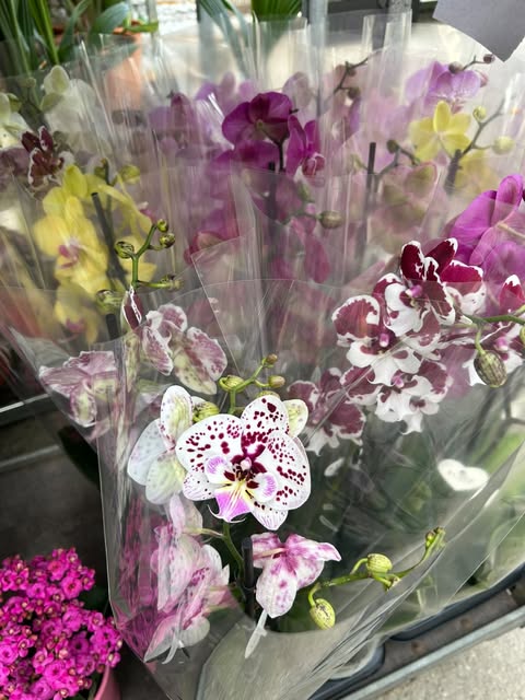 Orchidée phalaenopsis