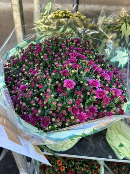 Chrysanthème Pomponette Ø19