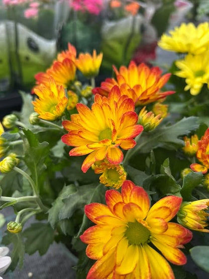 Chrysanthème Ø12